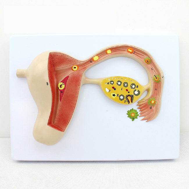 Fertilized Egg Formation Process Promotional Gift Model Reproductive Training Teaching Model Main Image